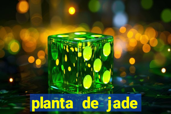 planta de jade significado espiritual